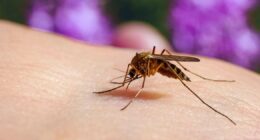 Panic in Spain as first case of deadly disease confirmed in holiday hotspot