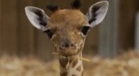Paris zoo welcomes baby giraffe