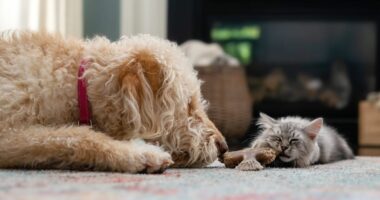 Pet owners advised to check ingredients in household items to prevent health risks