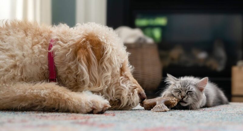 Pet owners advised to check ingredients in household items to prevent health risks
