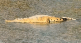 A popular American influencer is facing a fine after posting a video of himself grabbing a crocodile in ï»¿Far North Queensland.