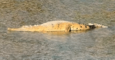 A popular American influencer is facing a fine after posting a video of himself grabbing a crocodile in ï»¿Far North Queensland.