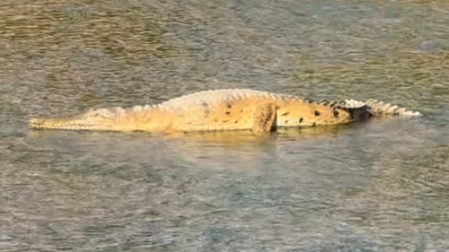 A popular American influencer is facing a fine after posting a video of himself grabbing a crocodile in ï»¿Far North Queensland.