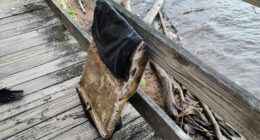 Possible DC plane crash wreckage found by man walking his dog
