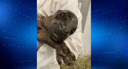 Pygmy hippo calf born at John Ball Zoo in Michigan