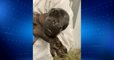 Pygmy hippo calf born at John Ball Zoo in Michigan