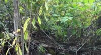 Rescuers save a moose trapped in an open Maine well