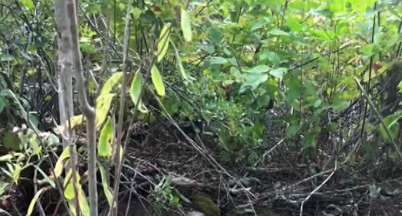 Rescuers save a moose trapped in an open Maine well