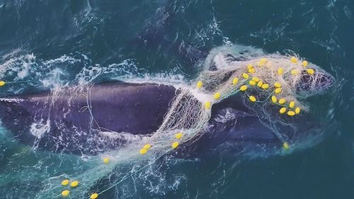 Videos have emerged of a humpback duo entangled in shark nets on Queensland's Sunshine Coast.