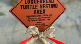 Sea turtle nesting season wraps with surprises on coast