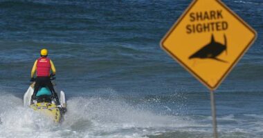 Shark kills beachgoer near Sydney