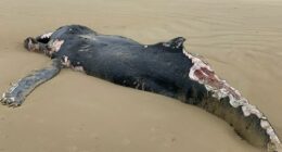 Aï»¿ dead juvenile humpback measuring eight metres has closed a Victorian beach until further notice due to fears the carcass could attract sharks. The whale washed up at Sandy Point Beach ï»¿in the state's Gippsland region yesterday morning, a few hundred metres from the local surf life saving club.