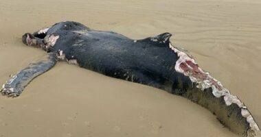 Aï»¿ dead juvenile humpback measuring eight metres has closed a Victorian beach until further notice due to fears the carcass could attract sharks. The whale washed up at Sandy Point Beach ï»¿in the state's Gippsland region yesterday morning, a few hundred metres from the local surf life saving club.