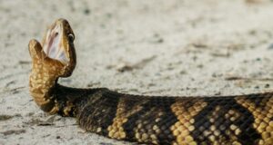 Illinois Road Temporarily Shut Down as Snakes Begin 2.7-Mile...