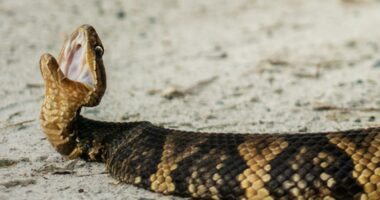 Snakes close 2.7 miles of Illinois road for migration