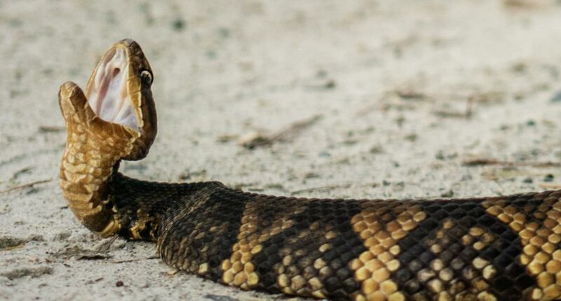 Snakes close 2.7 miles of Illinois road for migration
