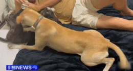 Stray pup needs adoption after battling crocs in Queensland's far north