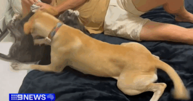 Stray pup needs adoption after battling crocs in Queensland's far north