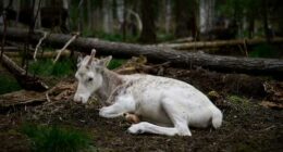 Sweden's plans to mine rare-earth minerals could ruin the lives of Indigenous Sami reindeer herders