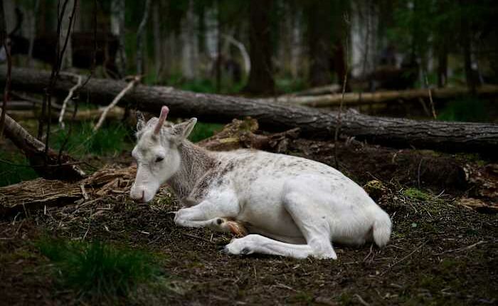 Sweden's plans to mine rare-earth minerals could ruin the lives of Indigenous Sami reindeer herders