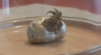 Twisted truth about mysterious tentacled beast in 'meteorite'