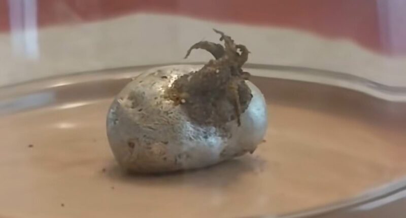 Twisted truth about mysterious tentacled beast in 'meteorite'