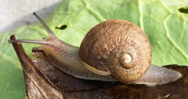 Uncommon Snail Ned Seeks Love in New Zealand