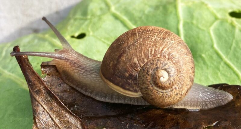 Uncommon Snail Ned Seeks Love in New Zealand