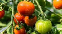 Urgent tomato warning after 29 Brits struck with salmonella