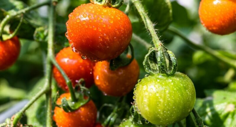 Urgent tomato warning after 29 Brits struck with salmonella