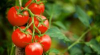 Urgent warning as tomatoes blamed for major Salmonella food poisoning outbreak - 29 UK cases confirmed