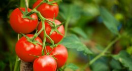 Urgent warning as tomatoes blamed for major Salmonella food poisoning outbreak - 29 UK cases confirmed