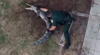 VIDEO: Florida deputies wrangle gator in backyard