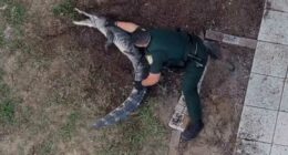 VIDEO: Florida deputies wrangle gator in backyard