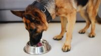 Vet says changing how often you feed your dog could have major benefits