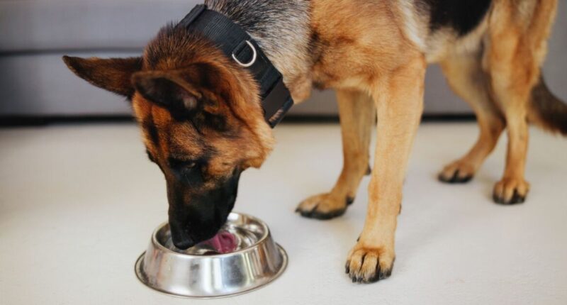 Vet says changing how often you feed your dog could have major benefits