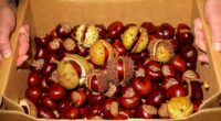 Vet warns against dangers of common autumn fruit to cats and dogs