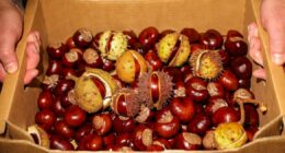 Vet warns against dangers of common autumn fruit to cats and dogs