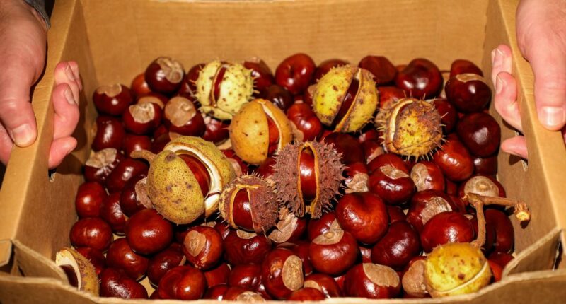 Vet warns against dangers of common autumn fruit to cats and dogs