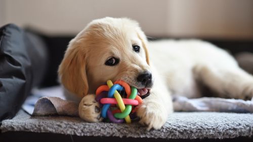 Golden retriever dog puppy playing with toy while lying on den