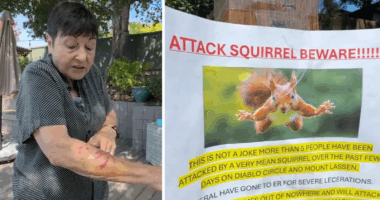 Vicious squirrel sends 2 San Rafael, California residents to ER after neighbors report series of frightening attacks