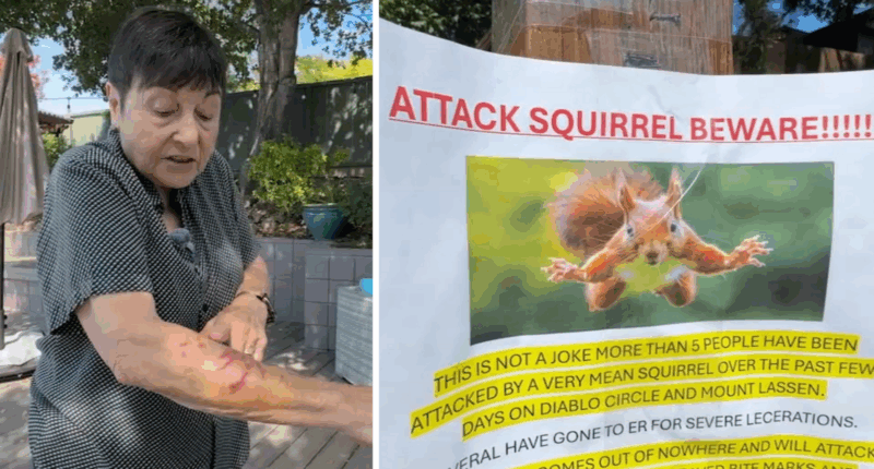 Vicious squirrel sends 2 San Rafael, California residents to ER after neighbors report series of frightening attacks