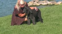 Video: Drone operator helps rescue missing dog