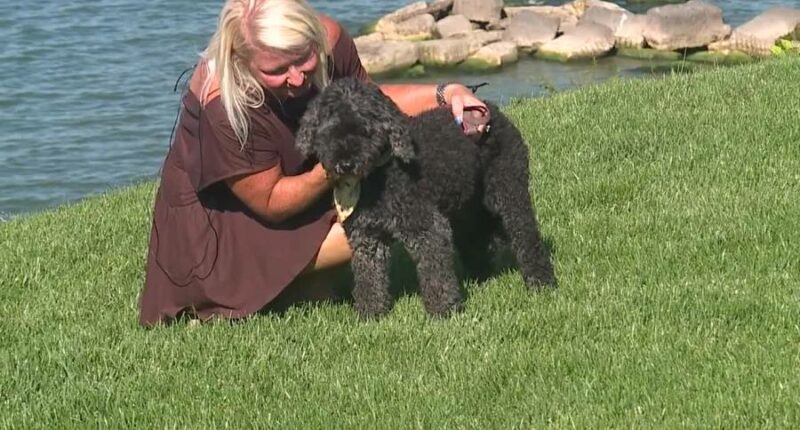 Video: Drone operator helps rescue missing dog