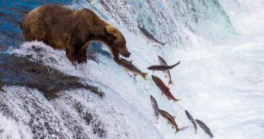 Vote in the final showdown of Fat Bear Week 2025