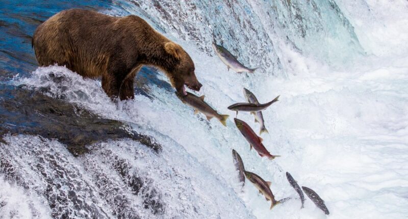Vote in the final showdown of Fat Bear Week 2025