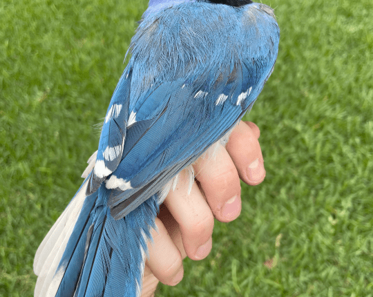 What's a 'Grue Jay'? Introducing the new hybrid love child of the Blue and Green Jays