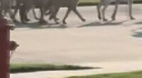 Wild dog pack on the prowl in Texas neighborhood