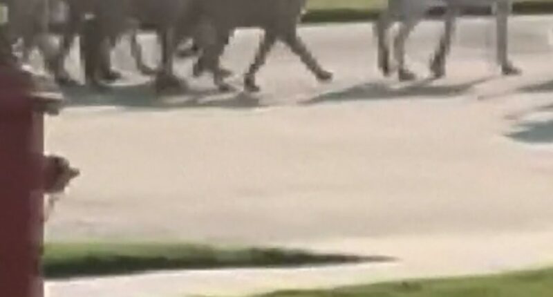 Wild dog pack on the prowl in Texas neighborhood