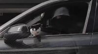 Two sought as CCTV released over daylight Sydney shooting